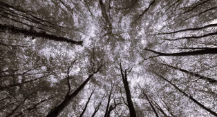 Vue aérienne d'une forêt représentant l'écologie